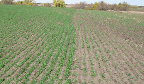 Plant Mutation Drawback: Reduced Fertility