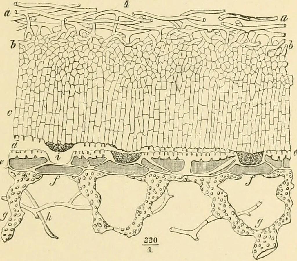 Physical Mutation Drawback: Epidermal Dependency