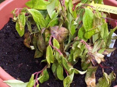 Plant Mutation Drawback: Reduced Part