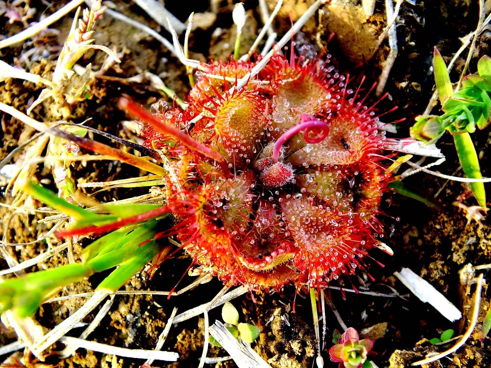 Plant Mutation: Chameleon Fiber