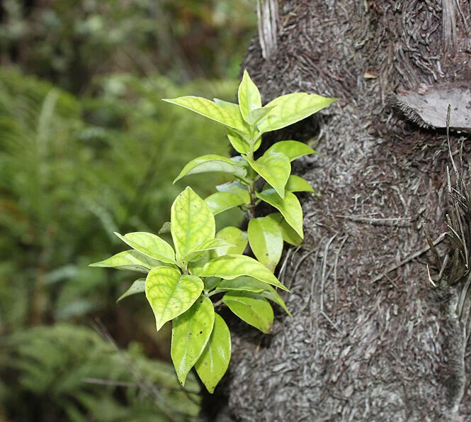 Plant Mutation: Chameleon Metamorph
