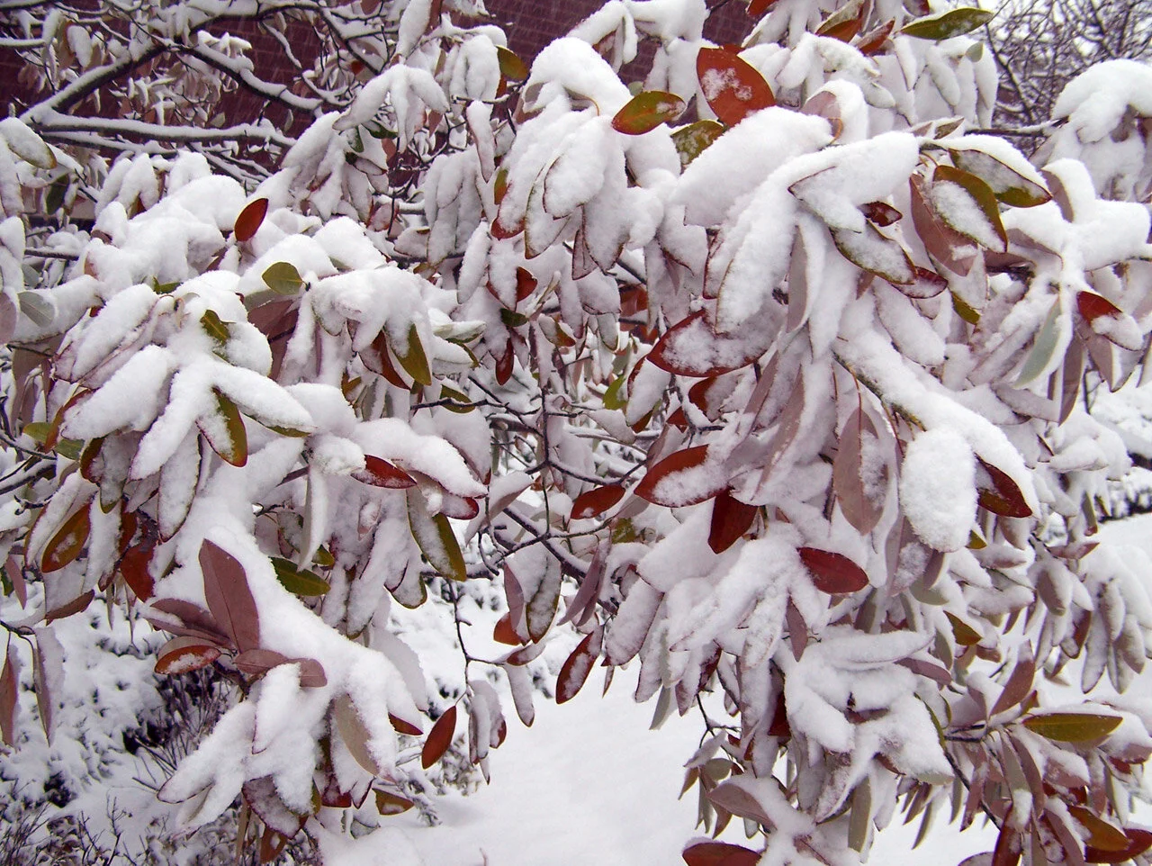 Plant Mutation Drawback: Retains Leaves