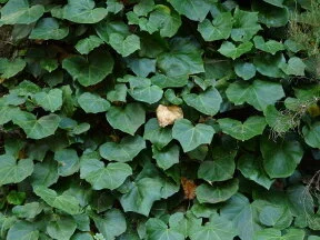 Walls of Ivy: A Druid Spell for Pathfinder