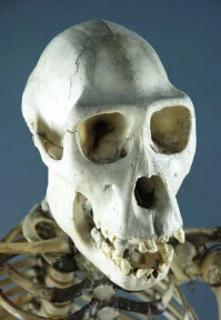 Spying Skull: A New Pathfinder Divination