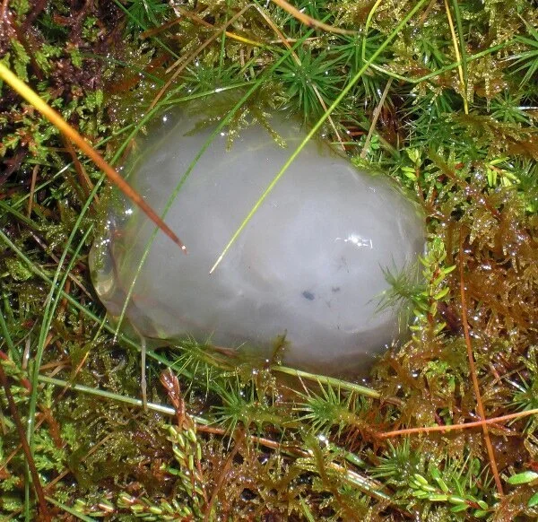 New Mutant Monday Series Two #43 - Memory Slime