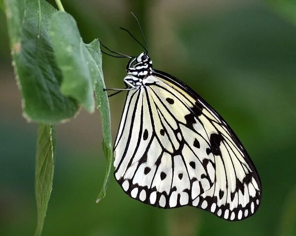 New Mutant Monday Series Two #53 - Nocbulea