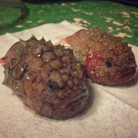 New Mutant Monday Series Three #9 - Elepods