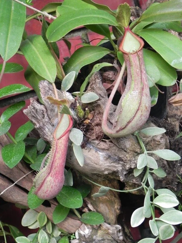 New Mutant Monday Series Three (Pathfinder Edition) #10 - Kaikei Suro