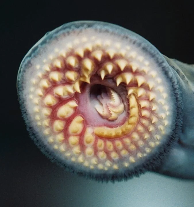 Old Game Notebook: Lair of the Dristivasa