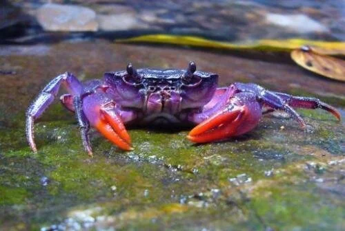 New Mutant Monday Series Two #57 - Leecher Crab