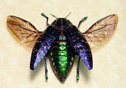 New Mutant Monday Series Two #66 - Beetle Bats