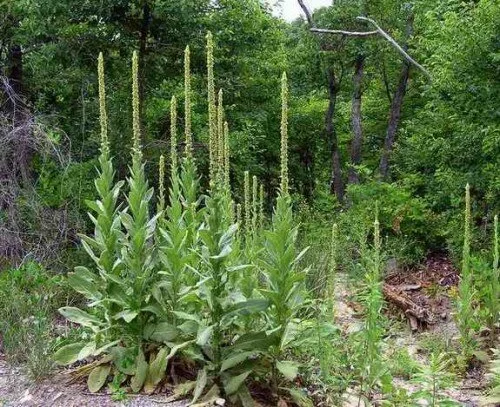 New Mutant Monday Series Two #73 - Doppler Mullein