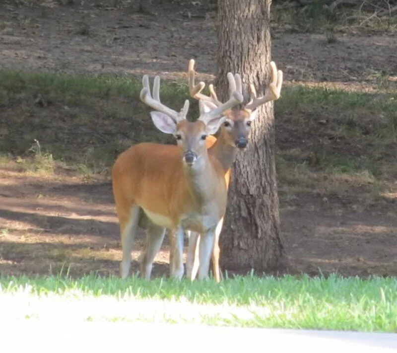 New Mutant Monday Series Two #84 - Atama Ni Shika