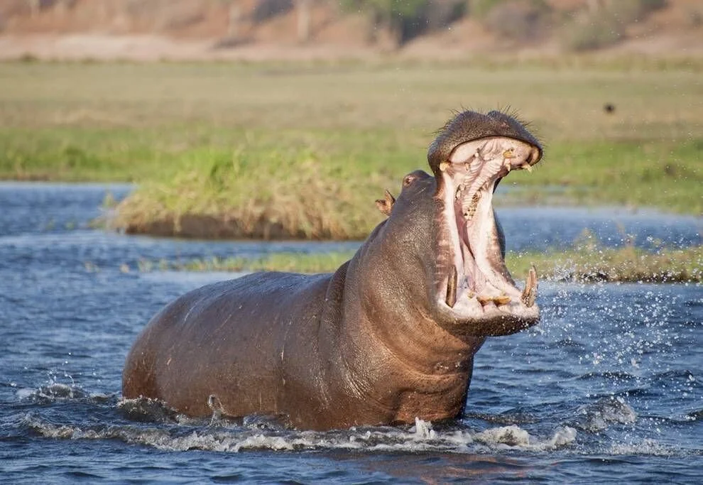 BASH Hippos - Big, and Bigger!