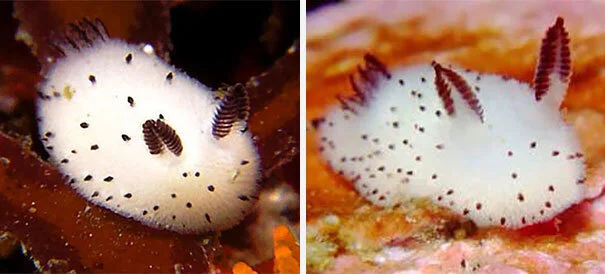 New Mutant Monday # 32 - Sea Bunnies