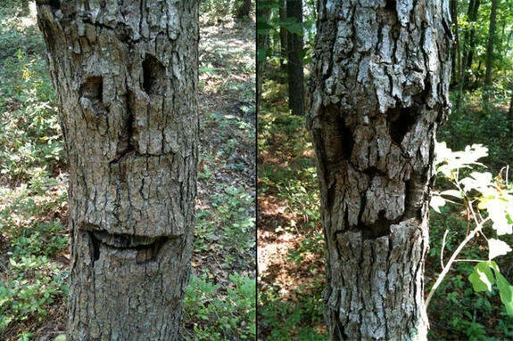 Oak Prison: A Druid Spell for Pathfinder