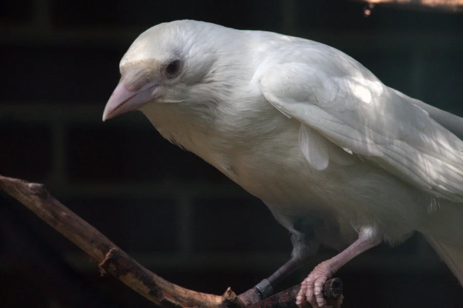 New Mutant Monday # 34 - White Raven