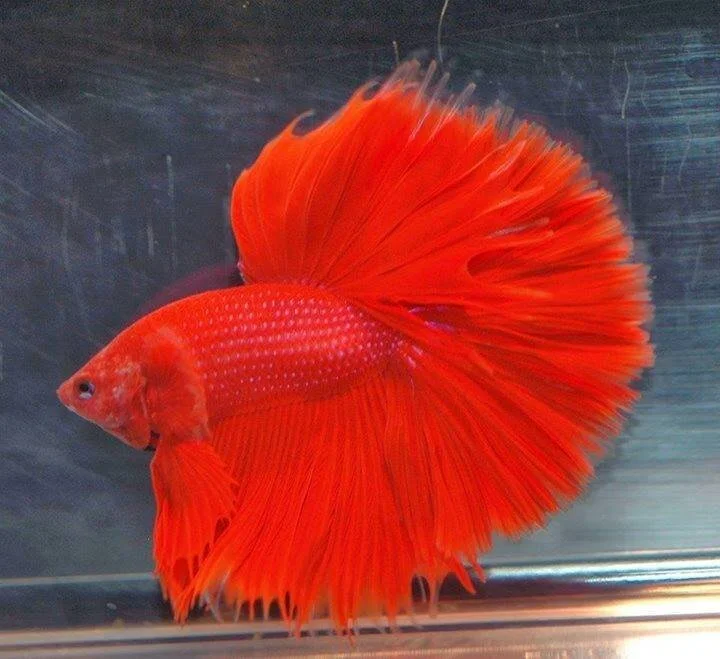 New Mutant Monday # 35 - Air Betta