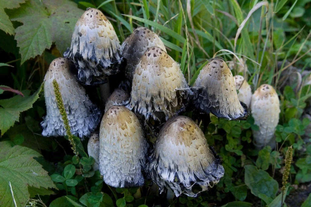 New Mutant Monday # 37 - Master Caps