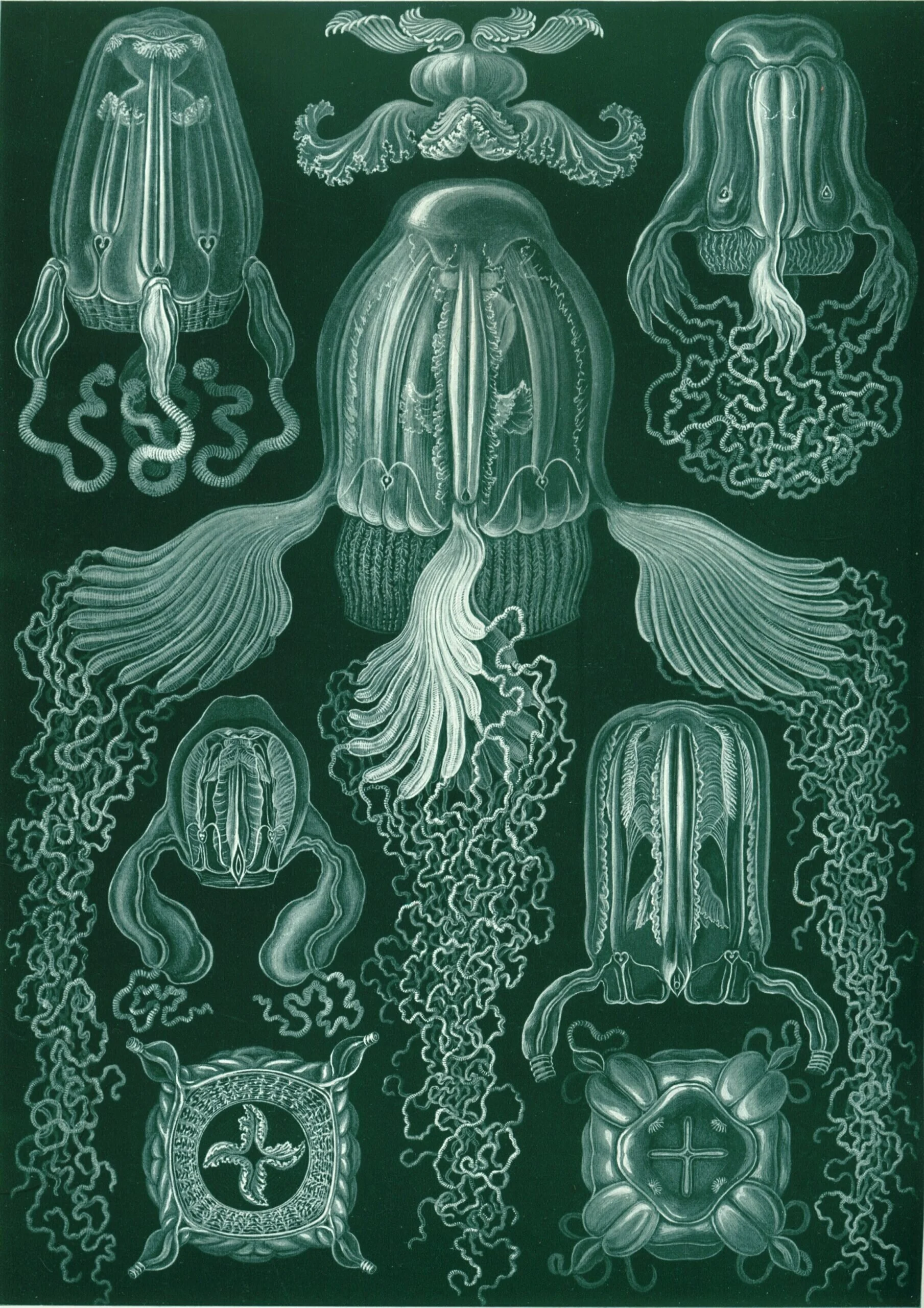 Whip of Jellyfish: A Nuisance Spell for Pathfinder