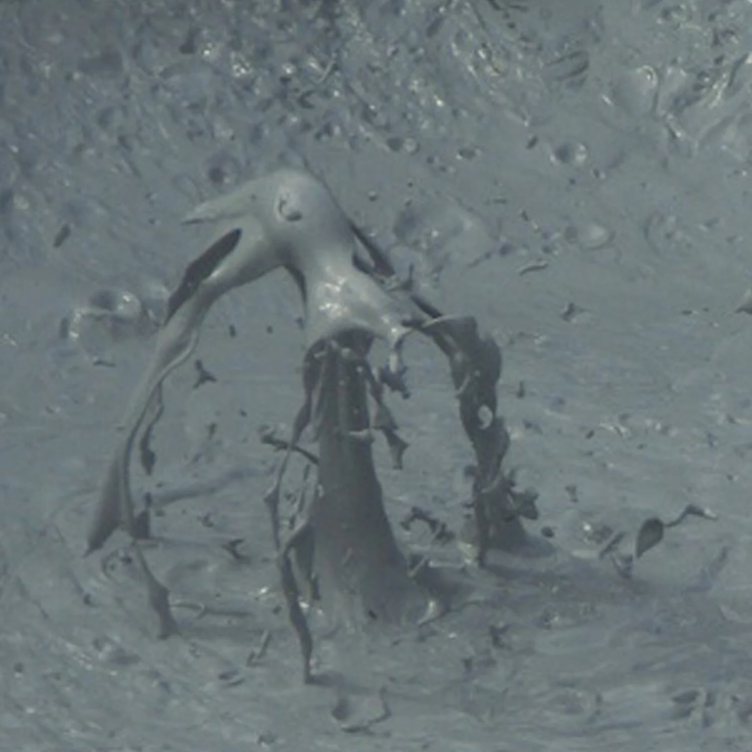 50 Shades of Gray Ooze: Variant Monster Rules