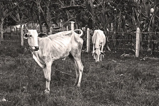 Barnyard Blight: A Nuisance Spell for Pathfinder