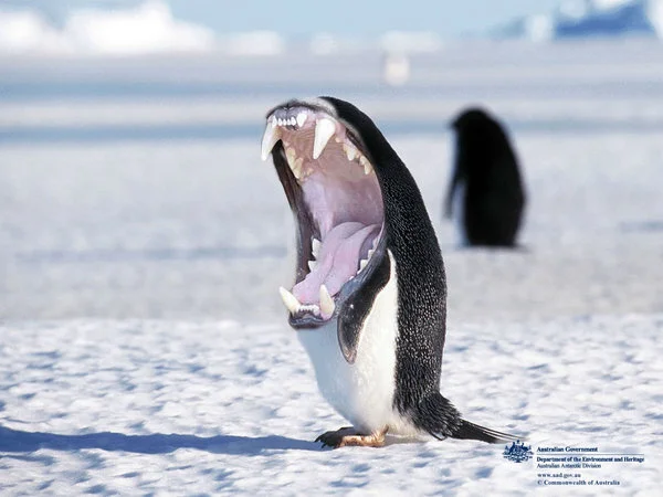 New Mutant Monday # 52 - Pengnasher
