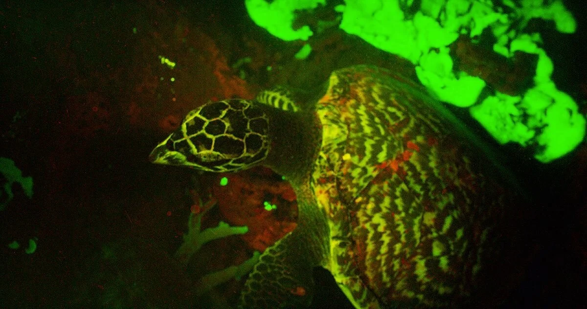 New Mutant Monday # 55 - Glowing Turtle