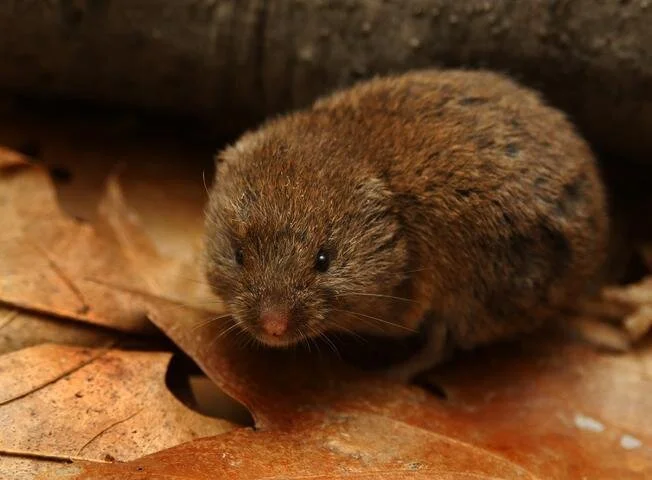 New Mutant Monday #6 - Vole Swarm