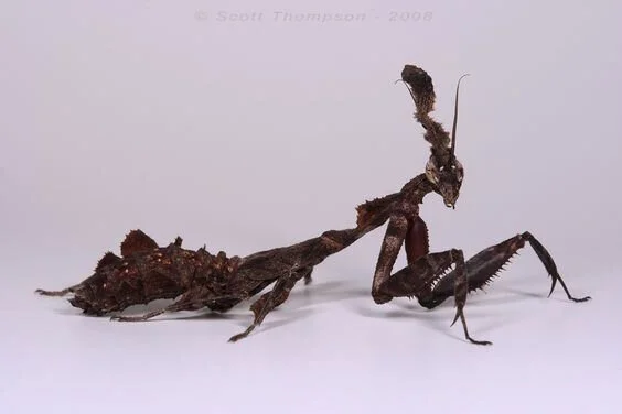 Runequest Thursday #153 - More BIG Rubble Fauna: The Ruin Mantis!