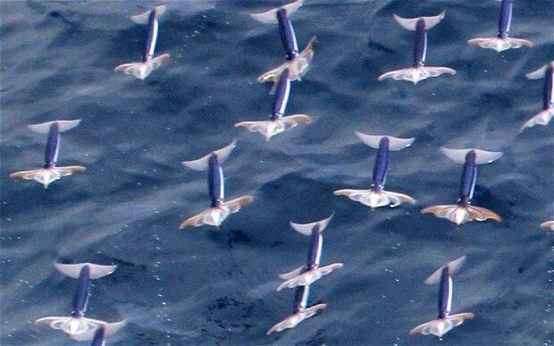 New Mutant Monday #11 - Flids