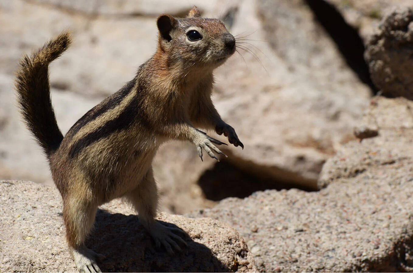 New Mutant Monday #12 - Blasters