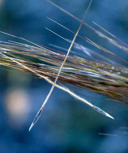 New Mutant Monday #15 - Spear Grass