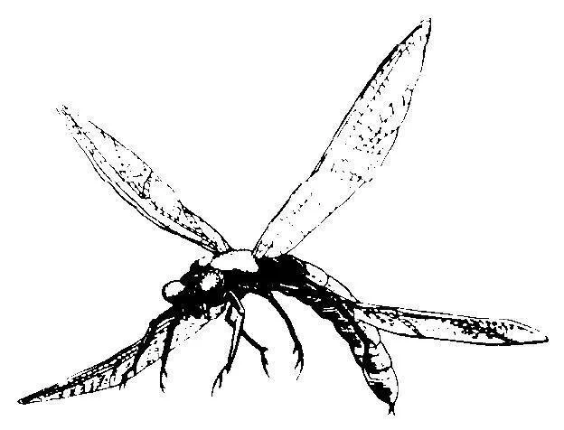 Creature of the Week- Arn