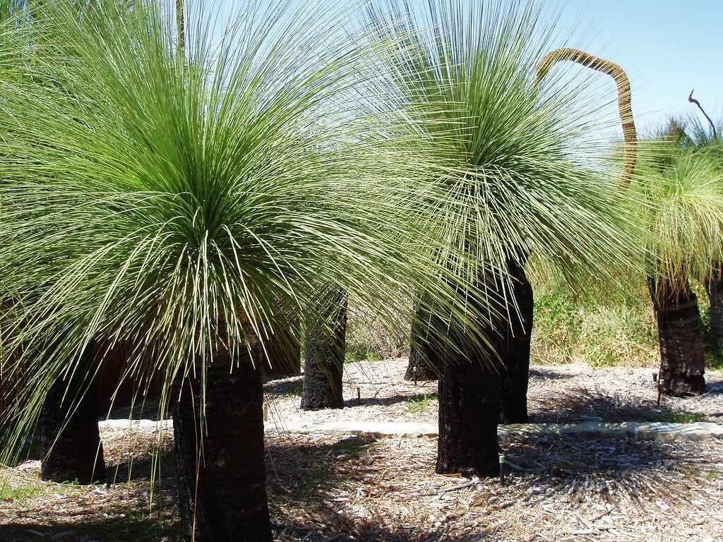 Plant Mutation: Abnormal Size