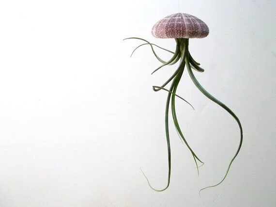 Plant Mutation Drawback: Cnidarian Deformity