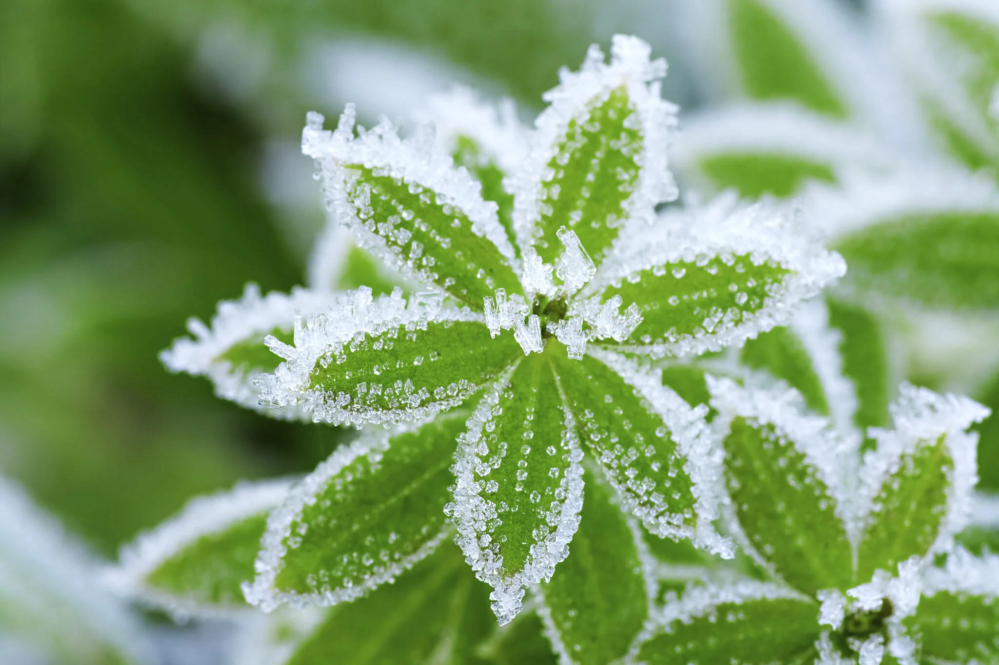 Plant Mutation: Accumulated Resistance