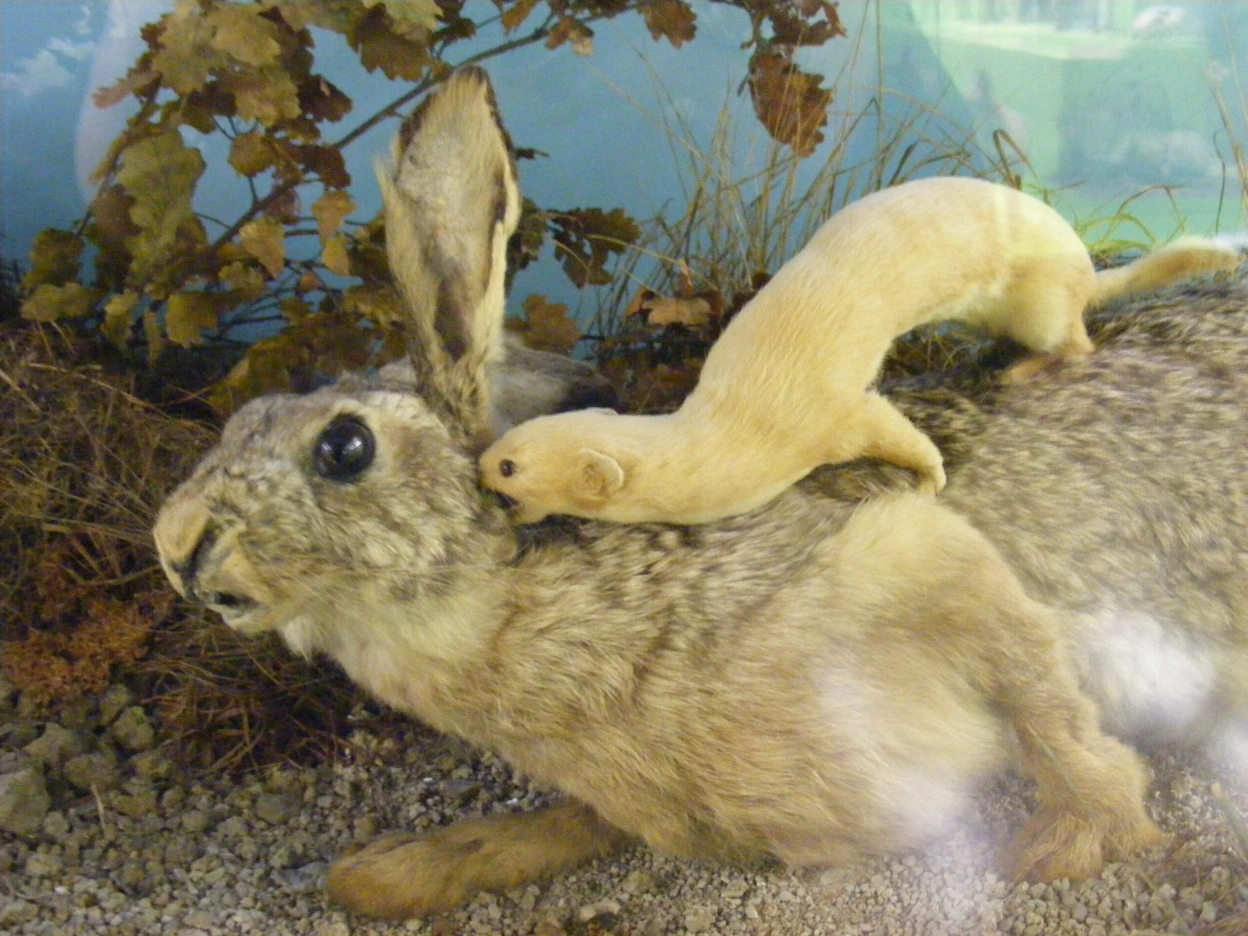 Physical Mutation: Accelerated Natural Attacks