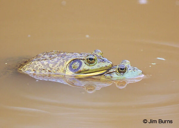 New Mutant Monday # 24 - Kaeru Jusei