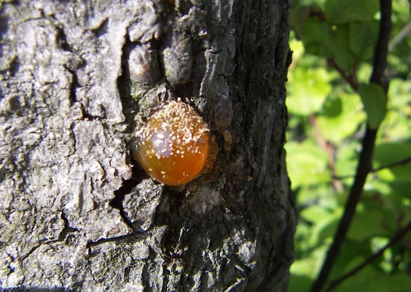 Plant Mutation: Adhesive Sap