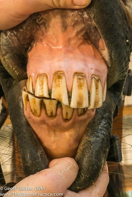 Physical Mutation Drawback: Atrophied Natural Weapon