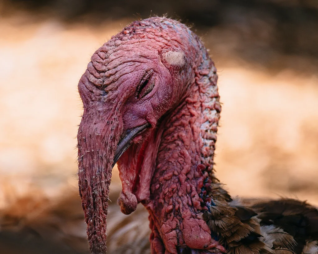 Things you should avoid after Thanksgiving!