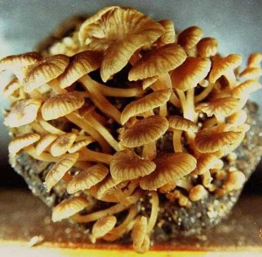 d10 Freaky Fungi