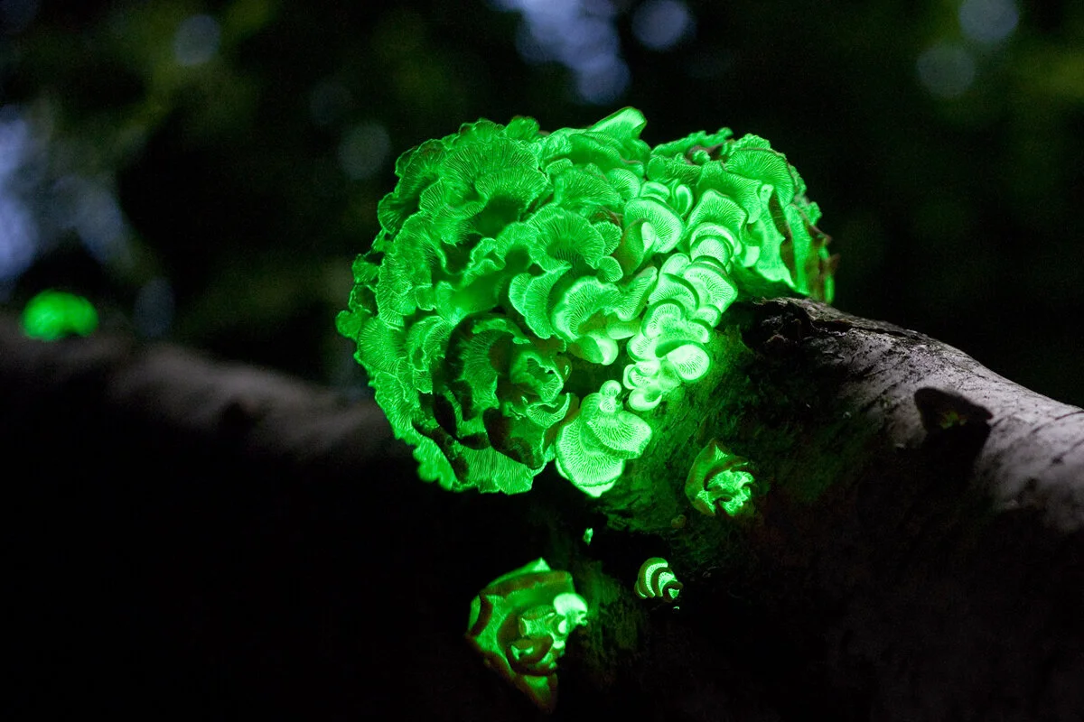 Plant Mutation Drawback: Glowing Secretion
