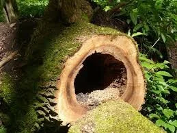 Plant Mutation Drawback: Hollow