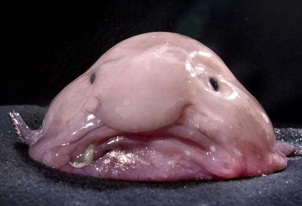 Physical Mutation Drawback: Bizarre Appearance