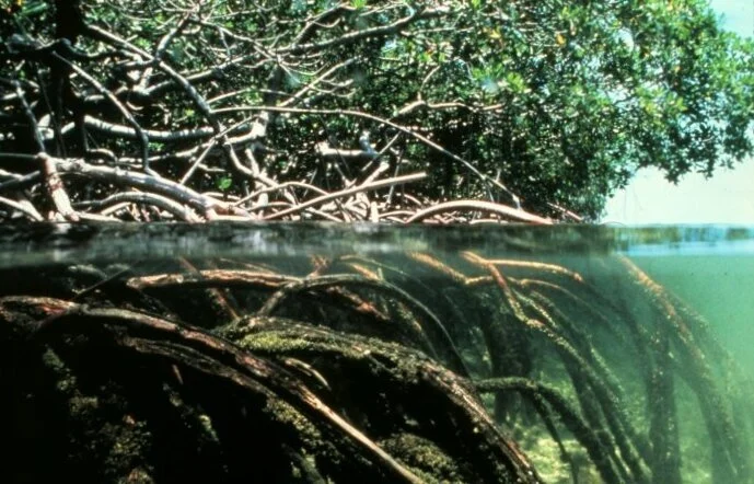 Plant Mutation: Alternate Water Feeding