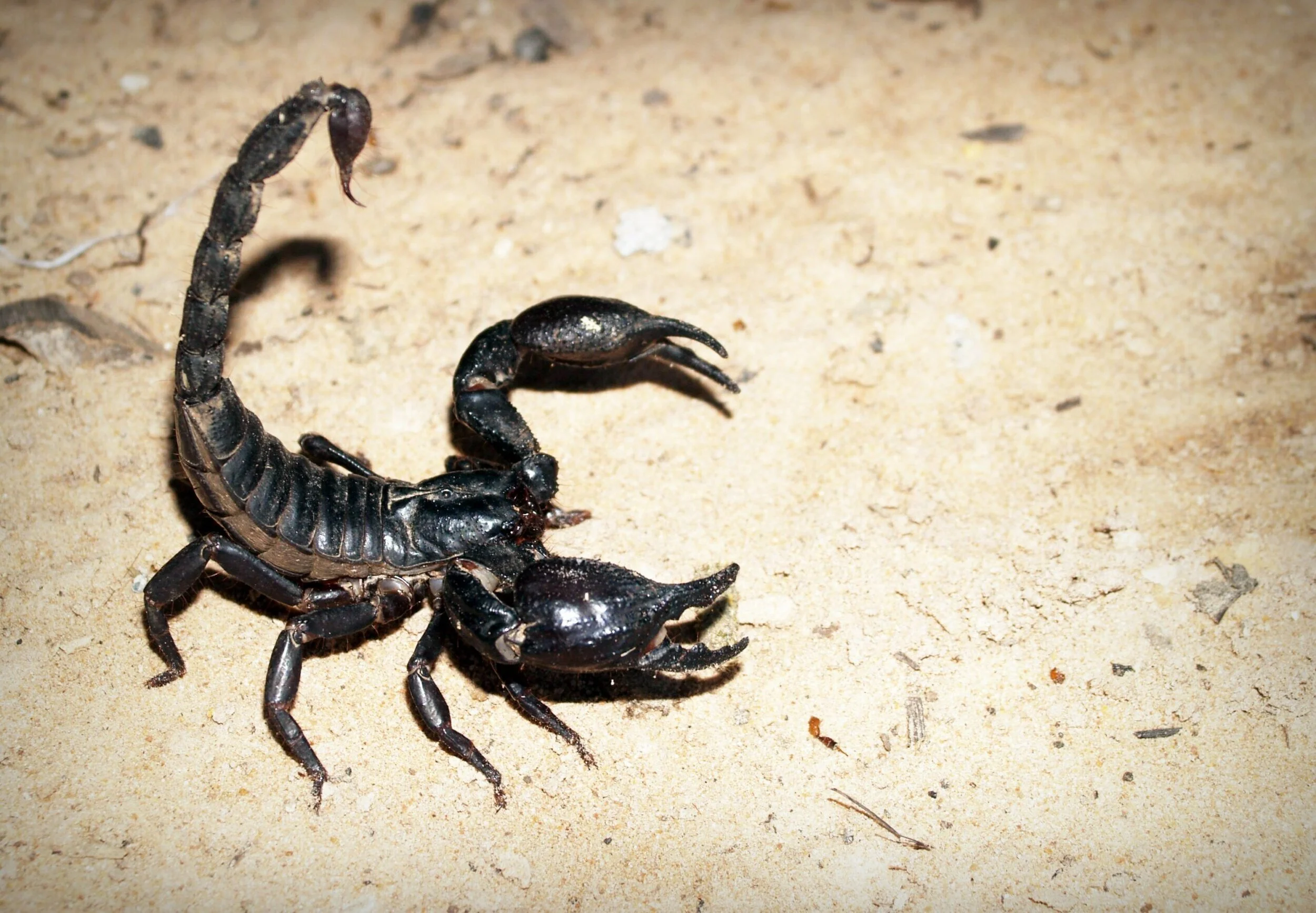 Physical Mutation: Alter Natural Weapon