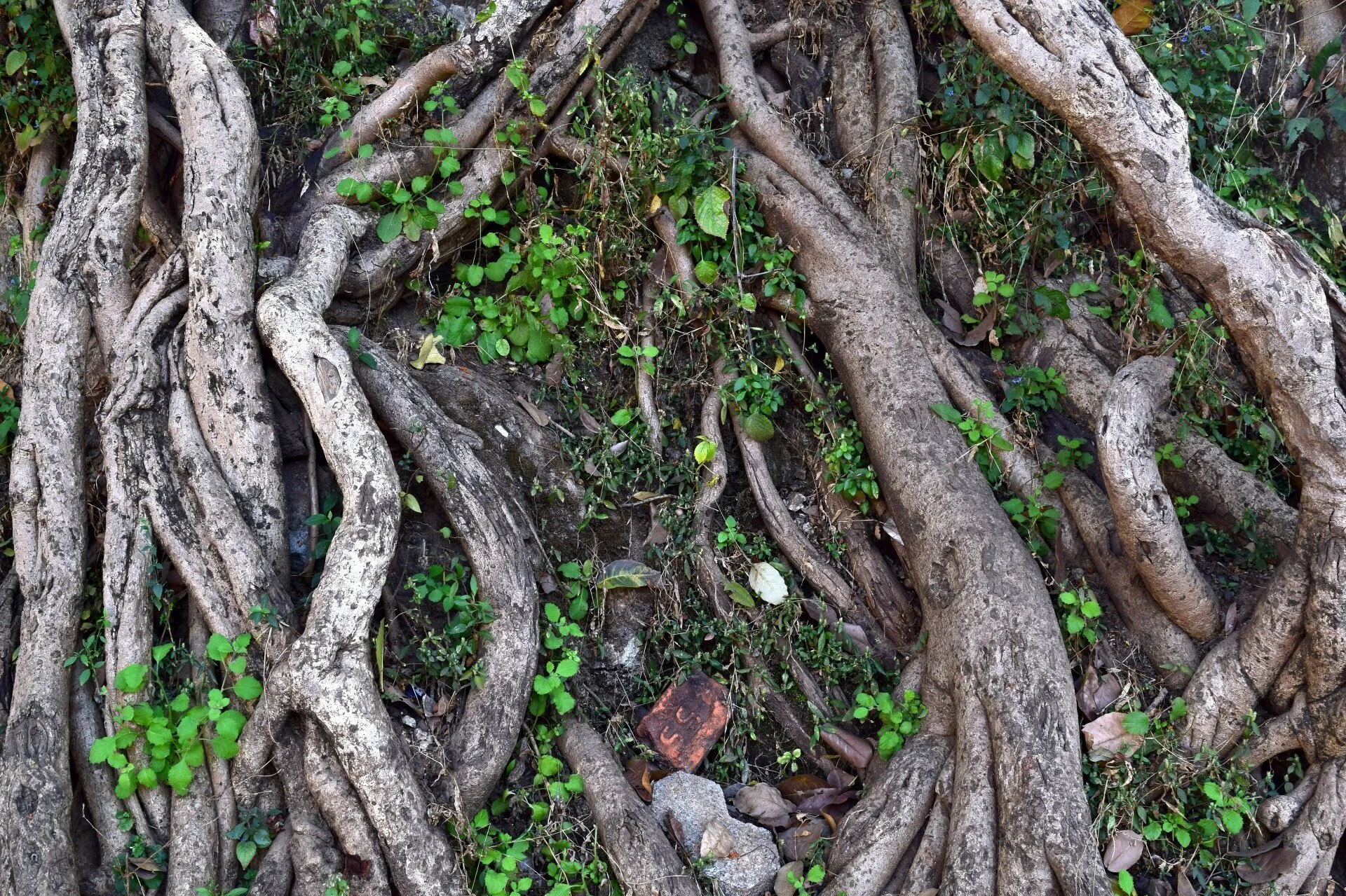 Plant Mutation Drawback: Lead Roots