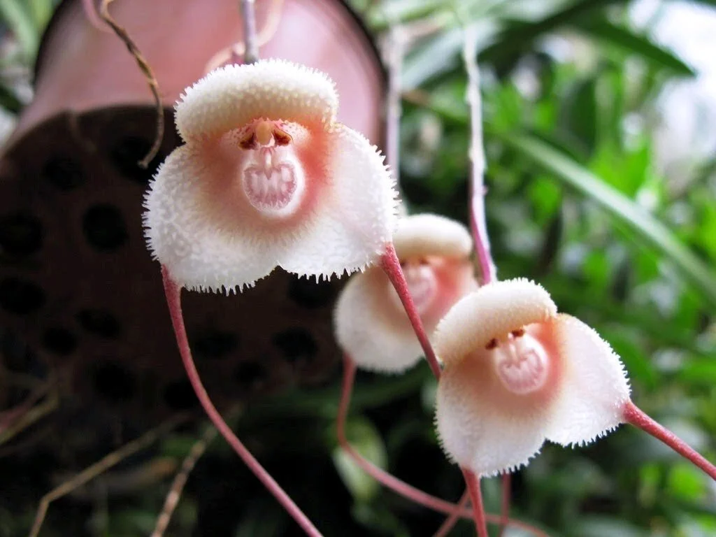 Plant Mutation: Animal Limbs or Organs